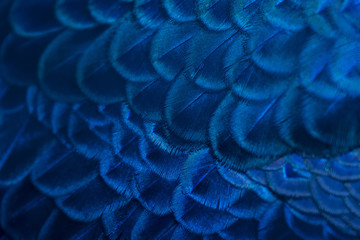 Fototapety  Closeup peacock feathers (Indian peafowl)