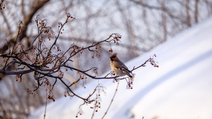 the Waxwing and Rowan in winter