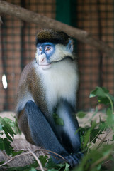 Red-tailed monkey