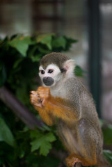 Common squirrel monkey