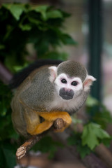 Common squirrel monkey