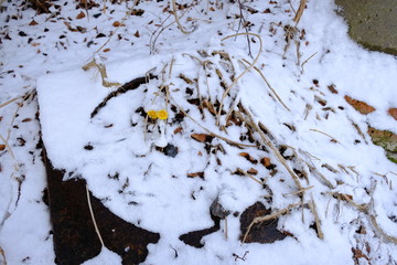 Kampf der blumen
