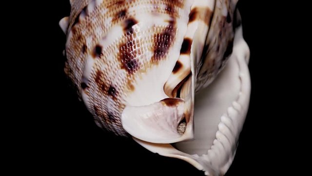 Seashell Isolated on Black Background, Warm Light &ndash; Close-up, Detail