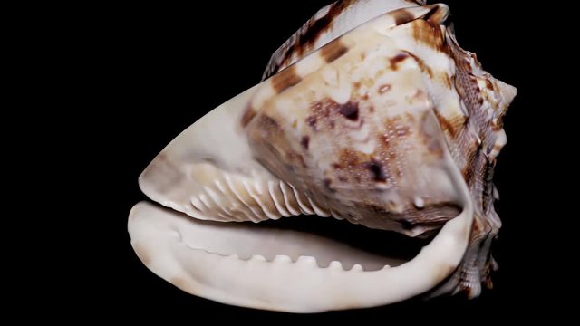 Seashell Isolated on Black Background, Warm Light – Close-up, Detail