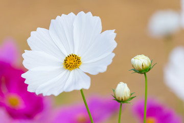 Cosmos flower field