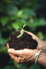 Plant a tree The soil and seedlings in the grandmother's hand