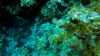 Fototapeta na wymiar Underwater marine world