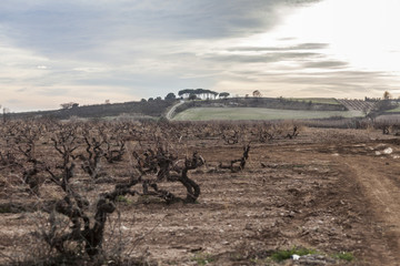 Landscape in Penedes wine area, Catalonia, Spain.