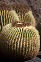 Mother-in-Laws Chair, Golden Barrel Cactus, Golden Ball