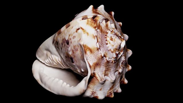 Seashell Isolated on Black Background, Warm Light – Close-up, Detail