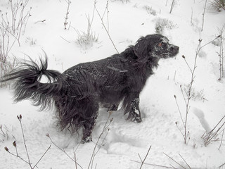 Black dog enjoying the snow in the woods.