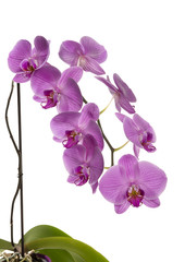 Fototapeta na wymiar Magenta colored orchid in flower pot isolated on white background. 
