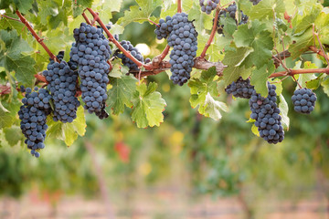 Bunches of ripe Syrah wine grapes on vine with lush green foliage background.