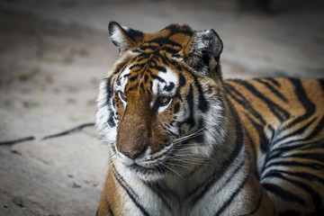Tiger kept in the zoo
