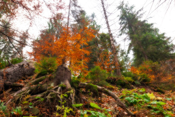 Autumn forest rhizome