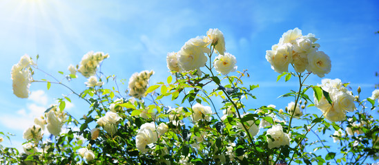 White climbing roses on sunny sky background.