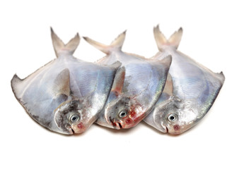 pampus argenteus isolated on white background