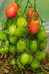 Growth ripe tomatoes in greenhouse.