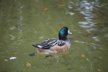 Chiloé Wigeon Duck