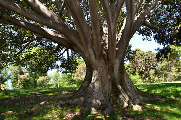 Fototapeta premium Park in Melbourne metropolis with detail of tree