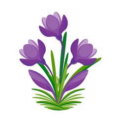 Obraz na płótnie Canvas Spring Bouquet of crocuses for woman gift. Violet bloom. Vector illustration.Cartoon style 
