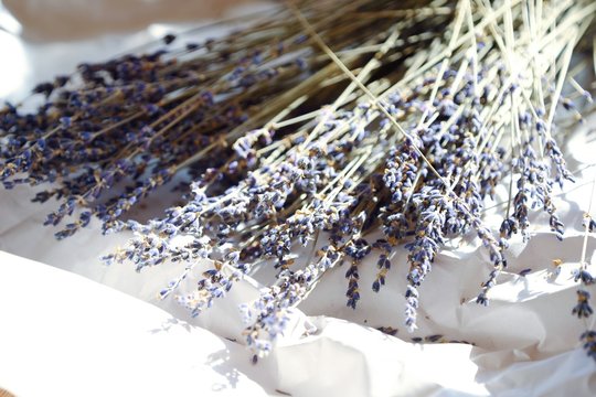 Fototapeta Beautiful purple lavender on a white background