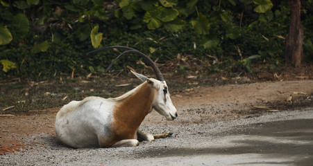  antelope kept in the zoo