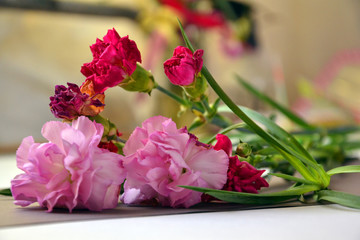 Carnation flowers pink
