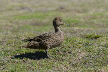 Wild duck female
