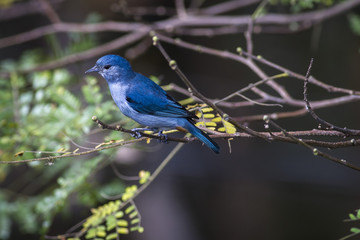 Aves