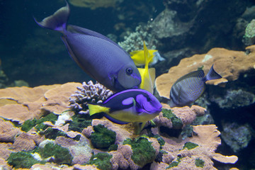 Masken-Nasendoktorfisch  (Naso vlamingii) und Paletten-Doktorfisch (Paracanthurus hepatus)
