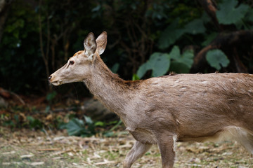 Deer feeding in the zoo