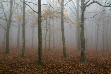 Misty forest III