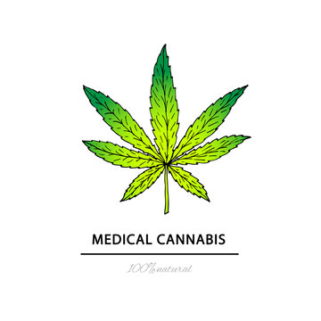 Illustration of medical cannabis. Suitable for use  in the desig