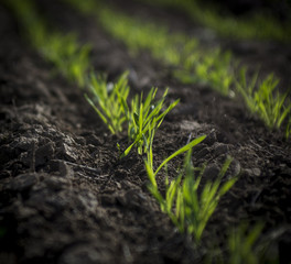 Feed Grass, La Pampa , Argentina