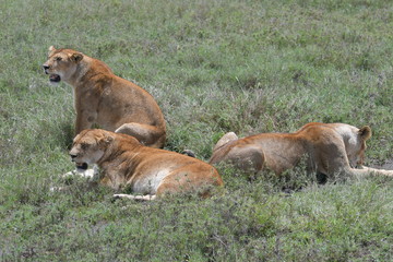 Safari