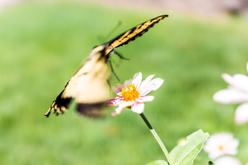 One eastern tiger swallowtail yellow butterfly on purple pink zinnia flowers in summer garden macro closeup flying away