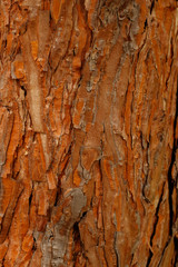 Tree bark texture, background