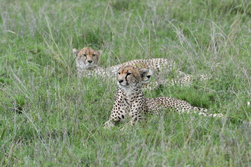 Safari