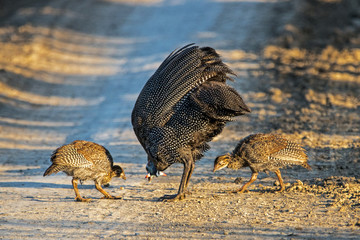 Guinea Fowl and Two Chicks Feeding on Dirt Road