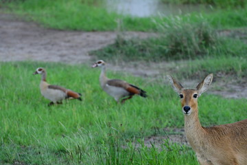 Safari