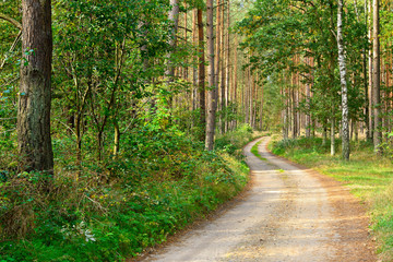Fototapeta na wymiar Sandiger Waldweg durch typischen norddeutschen Kiefernwald