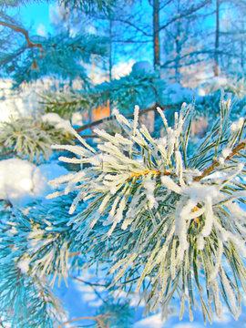 Fototapeta Snowy Winter Forest