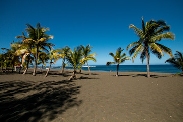 Fototapeta na wymiar Palm tree on whit sand beach and blue lagoon in paradise island