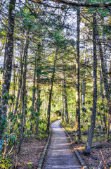 Jungle forest path with wooden boardwalk trail in autumn during sunrise in Cranberry Glades Wilderness in West Virginia