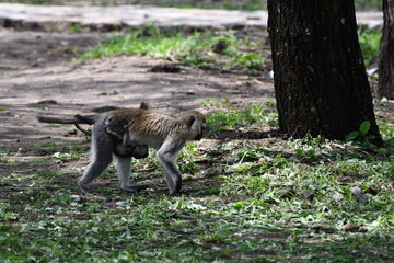 Safari
