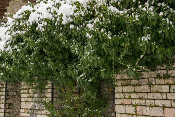 Natural background of snowy ivy on the stone wall, space for text
