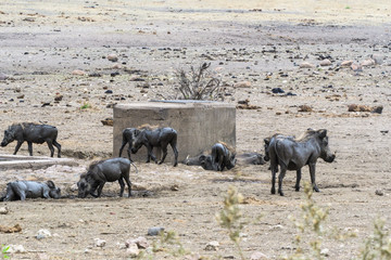 Fototapeta premium Facocero