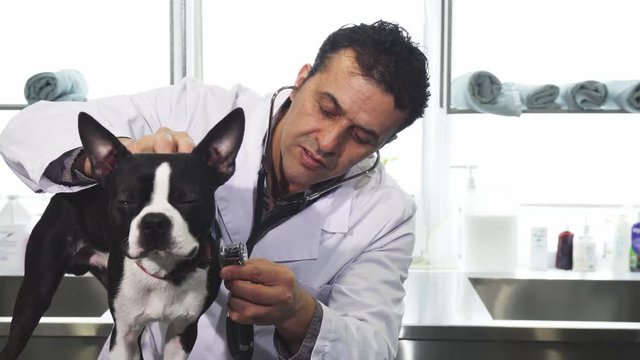 Handsome mature male professional veterinarian examining adorable puppy working at his clinic copyspace veterinary dogs pet care hospital medicine profession doctor friendly.