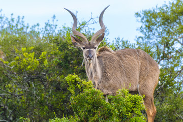Kudu